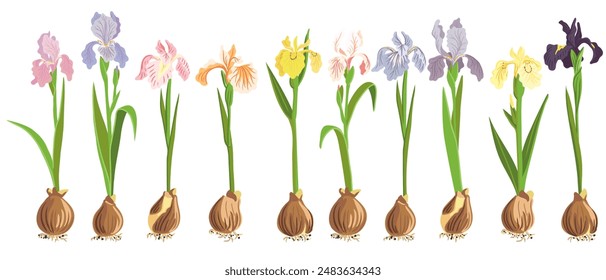 iris de diferentes colores, Vector dibujando flores con bulbos en el fondo blanco, ilustración botánica dibujada a mano