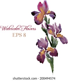 Irises drawing by watercolor, hand drawn vector illustration