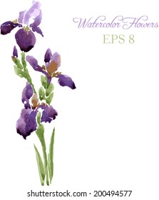 Irises drawing by watercolor, hand drawn vector illustration