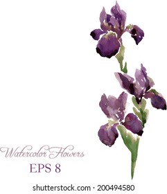 Irises drawing by watercolor, hand drawn vector illustration