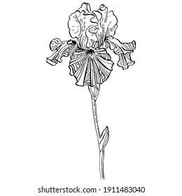 Irises flower. Floral botanical flower. Isolated illustration element. Vector hand drawing wildflower for background, texture, wrapper pattern, frame or border.