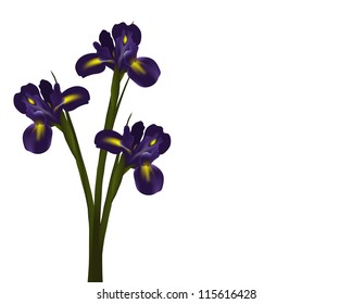 irises flower vector for design card, isolated white background