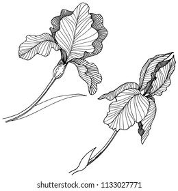 Irises flower in a vector style isolated. Full name of the plant: irises. Vector flower for background, texture, wrapper pattern, frame or border.