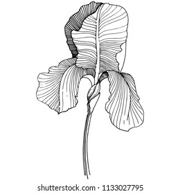 Irises flower in a vector style isolated. Full name of the plant: irises. Vector flower for background, texture, wrapper pattern, frame or border.