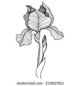 Irises flower in a vector style isolated. Full name of the plant: irises. Vector flower for background, texture, wrapper pattern, frame or border.