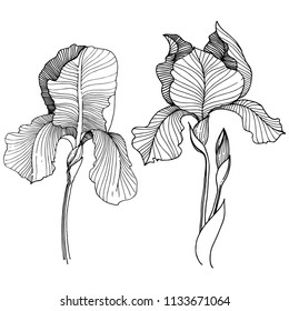 Flor irlandesa aislada en forma de vector. Nombre completo de la planta: iris. Flor vectorial para fondo, textura, patrón envolvente, marco o borde.