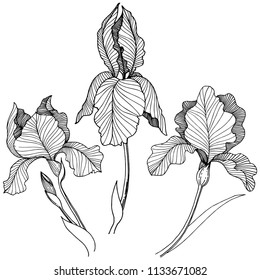 Irises flower in a vector style isolated. Full name of the plant: irises. Vector flower for background, texture, wrapper pattern, frame or border.