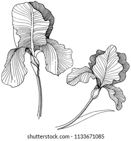 Irises flower in a vector style isolated. Full name of the plant: irises. Vector flower for background, texture, wrapper pattern, frame or border.
