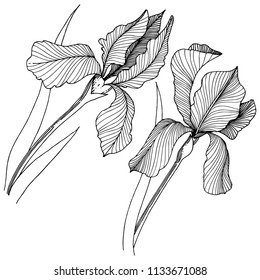 Irises flower in a vector style isolated. Full name of the plant: irises. Vector flower for background, texture, wrapper pattern, frame or border.