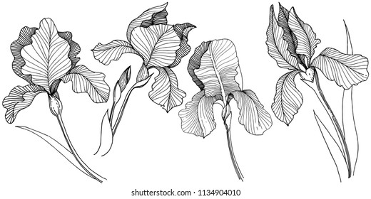 Irises flower in a vector style isolated. Full name of the plant: irises. Vector flower for background, texture, wrapper pattern, frame or border.