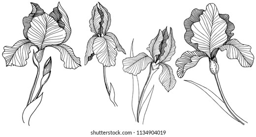 Irises flower in a vector style isolated. Full name of the plant: irises. Vector flower for background, texture, wrapper pattern, frame or border.