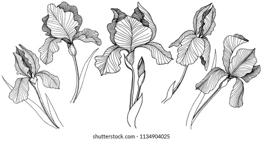 Irises flower in a vector style isolated. Full name of the plant: irises. Vector flower for background, texture, wrapper pattern, frame or border.