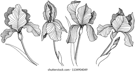 Irises flower in a vector style isolated. Full name of the plant: irises. Vector flower for background, texture, wrapper pattern, frame or border.