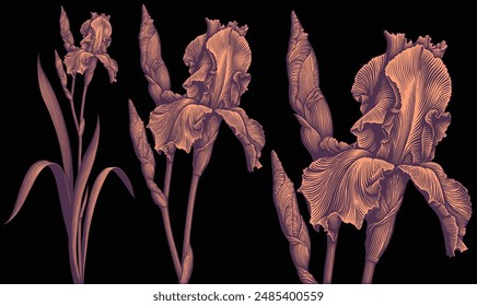 Irises flowers. Design set. Editable hand drawn illustration. Vector vintage engraving. Isolated on black background. 8 EPS