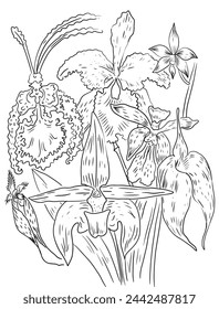 Irises flowers graphics hand drawn separately on a white background coloring book for children and adults antistress nature plants