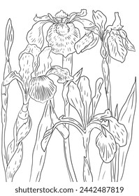 Irises flowers graphics hand drawn separately on a white background coloring book for children and adults antistress nature plants