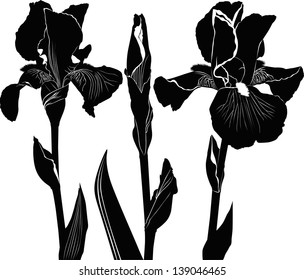 irises flowers isolated on white background