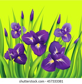 Irises flowers on green background. Vector illustration.