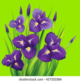 Irises flowers on green background. Vector illustration.