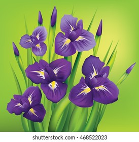 Irises flowers on green background. Vector illustration.