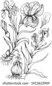 
Florecen las flores irlandesas. Ilustración gráfica vector dibujado a mano. Imprimir el boceto de fondo de la tarjeta postal textil libro de colorear el doodle para niños