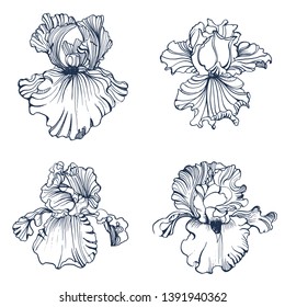 irises flowers,set, hand drawing , isolated on white background vector