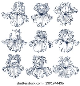 irises flowers,set, hand drawing , isolated on white background vector