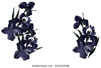 Irises hand drawn for cards, greetings, wedding invitations. Dark color.