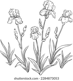 Irises Iris group black and white pen and ink line drawing illustration spot vector