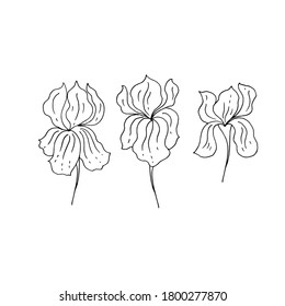 Irises. Linear drawing. Vector illustration.