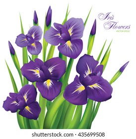 Irises on a white background