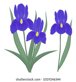 Irises on a white background. Blue flowers with leaves. Vector illustration