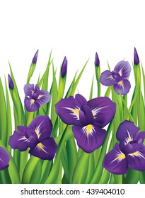 Irises on a white background. Seamless. Vector illustration.
