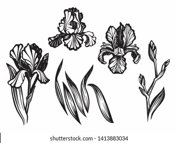 Irises on the white dackground