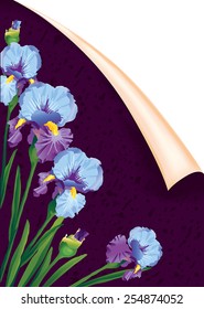 irises purple postcard, international women's day, 8 March