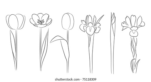 Irises and tulips in hand drawn style , vector