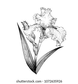 Irises. Vector drawing - flowers, leaves, stems and buds of irises.Use printed materials, signs, items, websites, maps, posters, postcards, packaging.