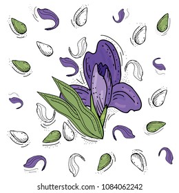 Irises  vector illustration, sketched irises. 