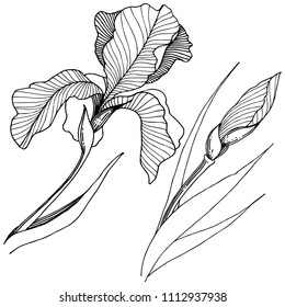 Irises in a vector style isolated. Full name of the plant: Iris. Vector flower for background, texture, wrapper pattern, frame or border.