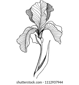 Irlandeses aislados en un estilo vectorial. Nombre completo de la planta: Iris. Flor vectorial para fondo, textura, patrón envolvente, marco o borde.