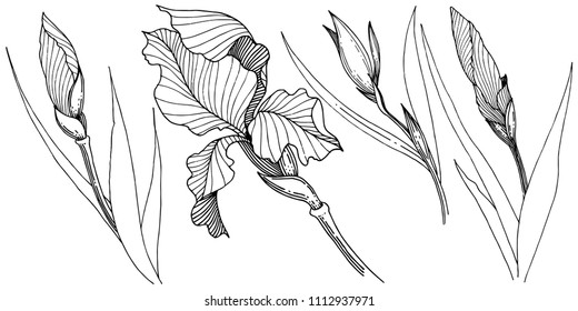 Irlandeses aislados en un estilo vectorial. Nombre completo de la planta: Iris. Flor vectorial para fondo, textura, patrón envolvente, marco o borde.