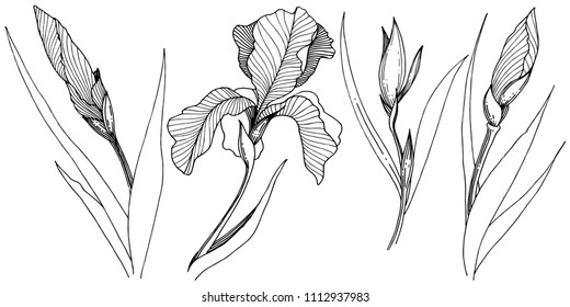 Irises in a vector style isolated. Full name of the plant: Iris. Vector flower for background, texture, wrapper pattern, frame or border.