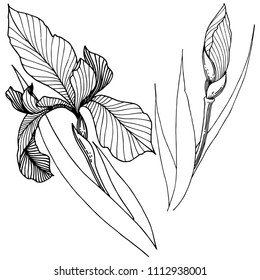 Irlandeses aislados en un estilo vectorial. Nombre completo de la planta: Iris. Flor vectorial para fondo, textura, patrón envolvente, marco o borde.