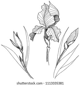 Irises in a vector style isolated. Full name of the plant: Iris. Vector flower for background, texture, wrapper pattern, frame or border.