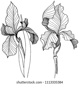 Irises in a vector style isolated. Full name of the plant: Iris. Vector flower for background, texture, wrapper pattern, frame or border.