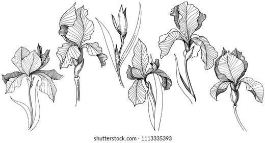 Irises in a vector style isolated. Full name of the plant: Iris. Vector flower for background, texture, wrapper pattern, frame or border.