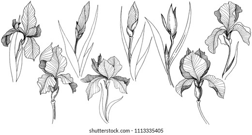 Irises in a vector style isolated. Full name of the plant: Iris. Vector flower for background, texture, wrapper pattern, frame or border.