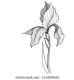 Irises in a vector style isolated. Full name of the plant: iris. Vector flower for background, texture, wrapper pattern, frame or border.