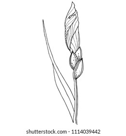 Irises in a vector style isolated. Full name of the plant: iris. Vector flower for background, texture, wrapper pattern, frame or border.