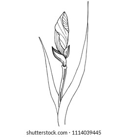 Irises in a vector style isolated. Full name of the plant: iris. Vector flower for background, texture, wrapper pattern, frame or border.